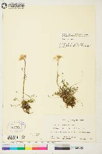 Cardamine pratensis image