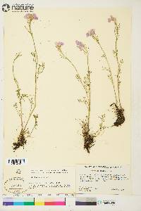 Cardamine pratensis image