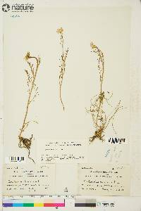 Cardamine pratensis image