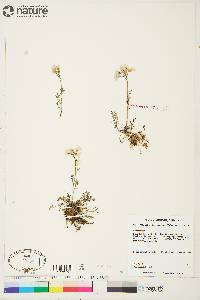 Cardamine pratensis image