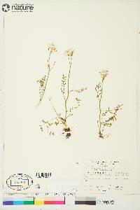 Cardamine pratensis image