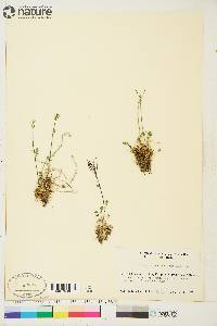 Cardamine purpurea image