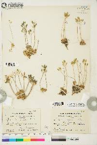 Draba lactea image