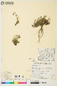 Draba lactea image