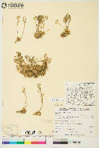 Draba lactea image