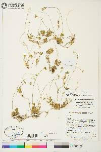 Draba lactea image