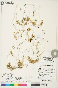 Draba lactea image