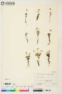 Draba lactea image