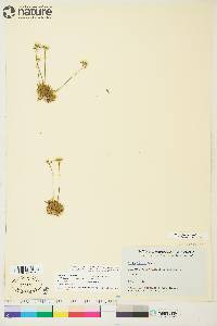 Draba lactea image