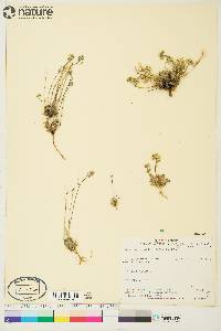 Draba oblongata image