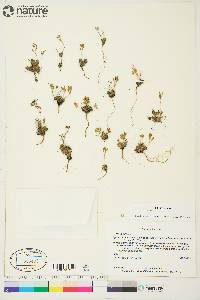 Draba nivalis image