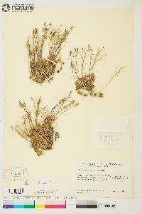 Draba nivalis image