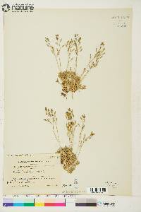 Draba nivalis image