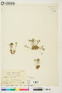 Draba nivalis image