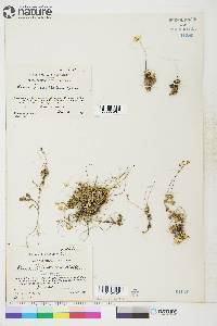 Draba palanderiana image