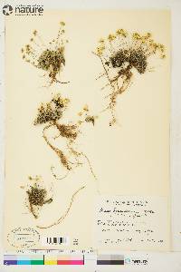 Draba palanderiana image