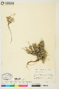 Draba oligosperma image