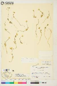 Draba ogilviensis image