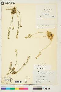 Draba oblongata image