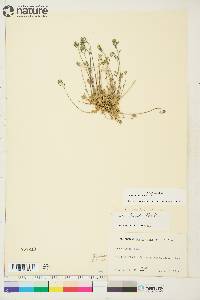 Draba oblongata image