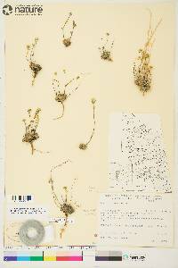 Draba oblongata image