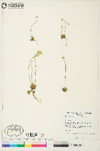 Draba oblongata image