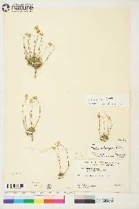 Draba oblongata image