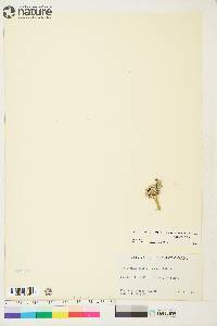 Physaria arctica image