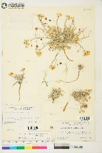 Physaria arctica image