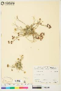 Physaria arctica image