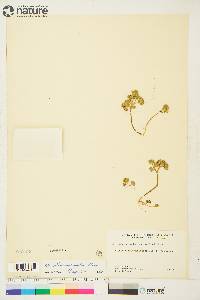 Chrysosplenium rosendahlii image