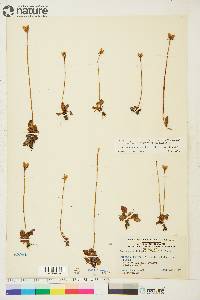 Parnassia kotzebuei image