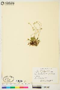 Parnassia kotzebuei image