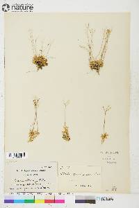 Draba fladnizensis image