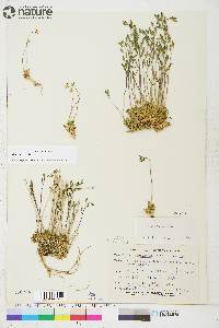 Draba lactea image