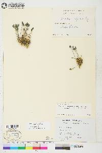 Draba lactea image