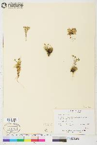 Draba lactea image