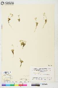 Draba lactea image