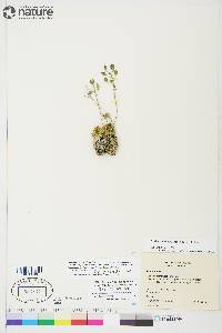 Draba simmonsii image