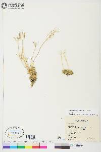 Draba simmonsii image