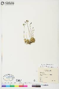 Draba simmonsii image