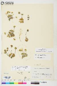 Draba simmonsii image