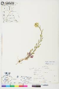 Erysimum coarctatum image