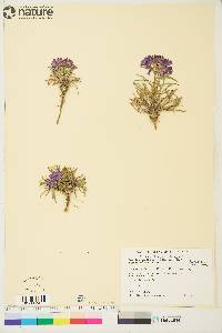 Erysimum pallasii image