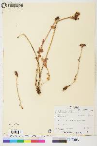 Sedum roseum subsp. integrifolium image