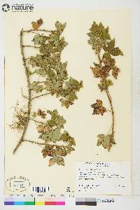 Ribes glandulosum image