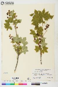 Ribes glandulosum image