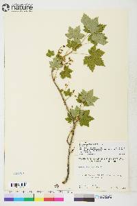 Ribes glandulosum image