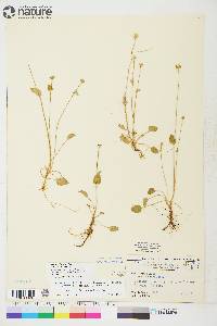 Parnassia palustris image