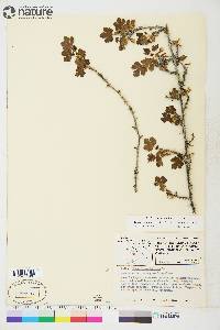 Ribes oxyacanthoides subsp. oxyacanthoides image